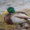 canard colvert D81_0751