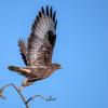 buse variable D81_0933