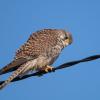 faucon crecerelle D81_0954