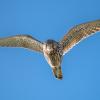 faucon crecerelle D81_1055