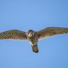 faucon crecerelle D81_1073