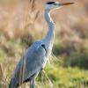 heron D81_1095