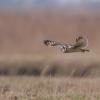 hibou des marais D81_1393