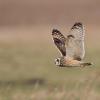 hibou des marais D81_1496