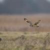 hibou des marais D81_1531