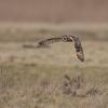 hibou des marais D81_1583