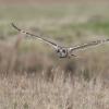 hibou des marais D81_1609