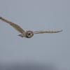 hibou des marais D81_1618