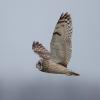 hibou des marais D81_1640_01