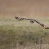hibou des marais D81_1648