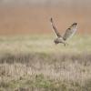 hibou des marais D81_1654