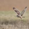 hibou des marais D81_1655