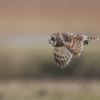 hibou des marais D81_1667