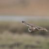 hibou des marais D81_1668
