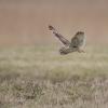 hibou des marais D81_1674