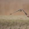 hibou des marais D81_1676
