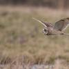 hibou des marais D81_1683