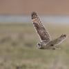 hibou des marais D81_1686