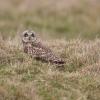 hibou des marais D81_1698