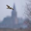 hibou des marais D81_1712