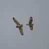 hibou des marais D81_1719