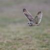 hibou des marais D81_1836