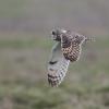 hibou des marais D81_1837