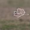 hibou des marais D81_1850