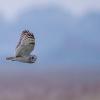 hibou des marais D81_1859