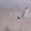 hibou des marais D81_1862
