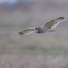 hibou des marais D81_1888