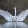 aigrette D81_2097