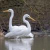 aigrette D81_2102