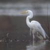 aigrette D81_2227