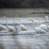 aigrette D81_2296