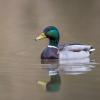 canard colvert D81_2428