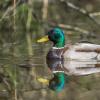 canard colvert D81_4001