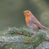 rouge gorge D81_4723