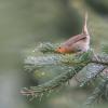 rouge gorge D81_4731
