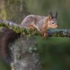 jeune ecureuil D81_4747