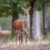 biche D81_4812