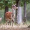 biche D81_4815