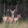 biche et faon D81_4837