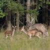 accouplement du cerf D81_4899