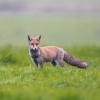 renard roux D81_5111