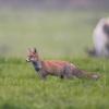 renard roux D81_5115