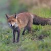 renard roux D81_5199-2