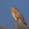 hibou des marais D81_ 6373