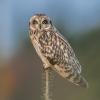 hibou des marais D81_ 6374