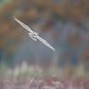 hibou des marais en vol D81_ 6394